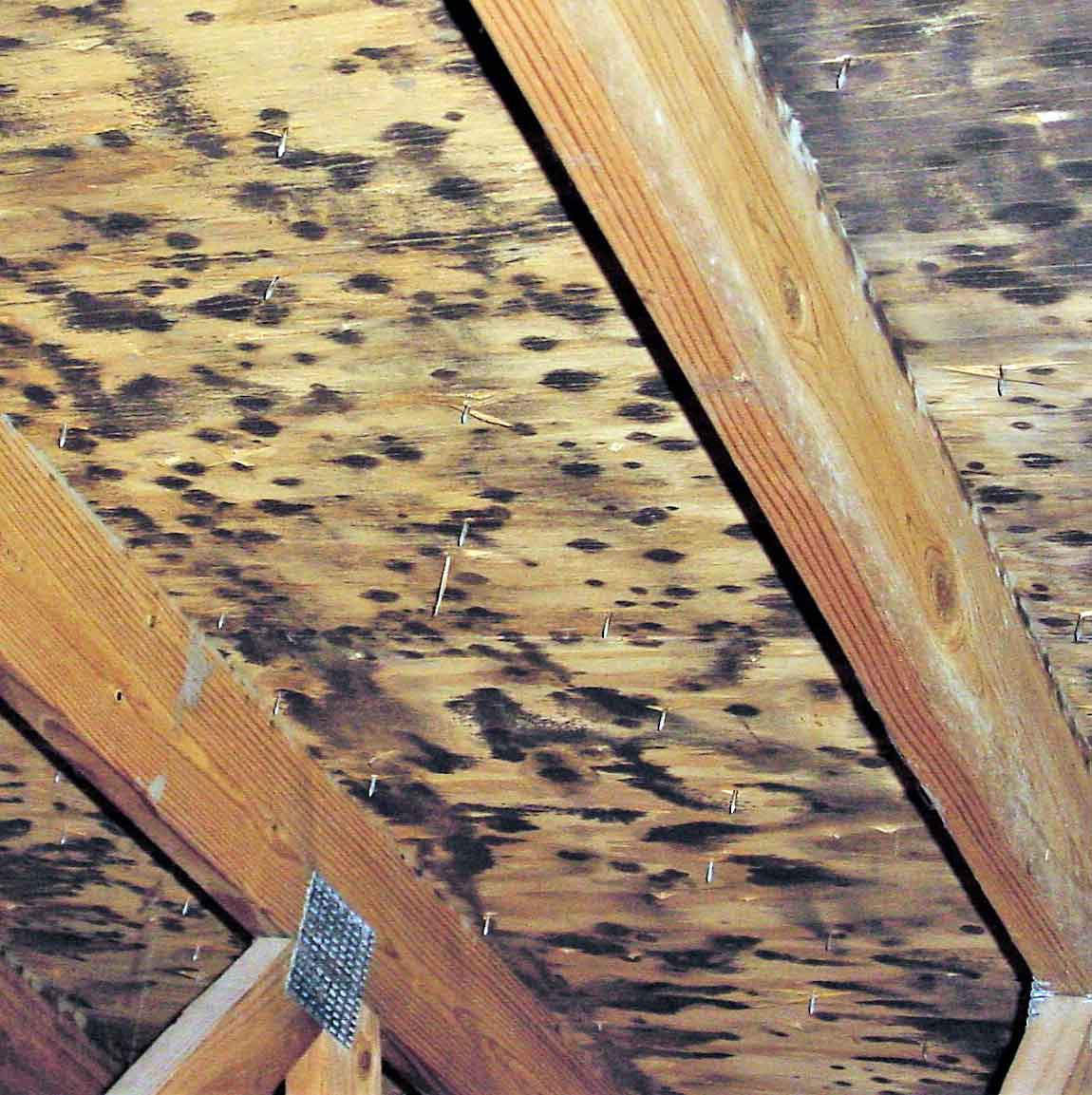 attic mold blog